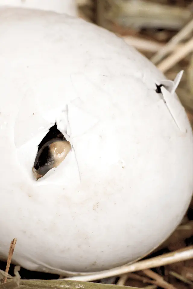 un uovo che si schiude, simbolo della nascita e dell'ingresso nel mondo.