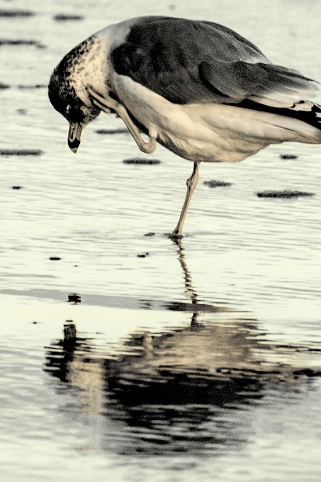 Vedere la propria immagine riflessa è sempre un'esperienza intensa, ed è fondamentale per la nascita e lo sviluppo dell'Io