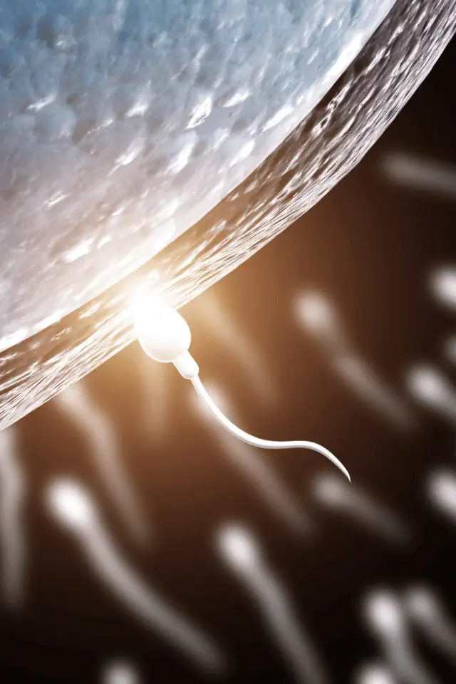 Concepimento, sviluppo del feto, nascita e crescita… il complesso processo di sviluppo dell'individuo.