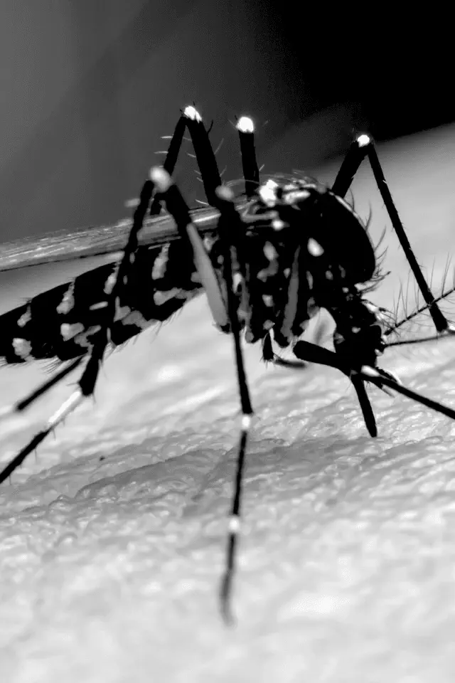 Zanzara in bianco e nero mentre punge la pelle, simbolo delle piccole violenze quotidiane.